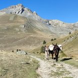 Trek with donkeys along the transhumance paths (Southern Alps)