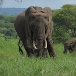 Safari à Tarangire et au Ngorongoro