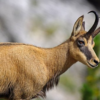 chamois.jpg