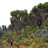 Ascension du Kilimandjaro par la voie Rongaï