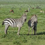 Safari à Tarangire, au Serengeti et au Ngorongoro