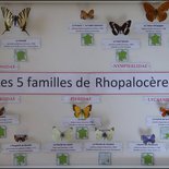 A la découverte des papillons alpins (Savoie)