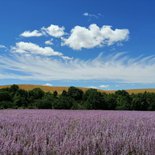 Randonnée en Provence : il était une fois la lavande