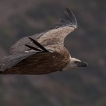 Observation naturaliste & photo animalière des vautours (Drôme)