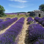 Randonnée en Provence : il était une fois la lavande