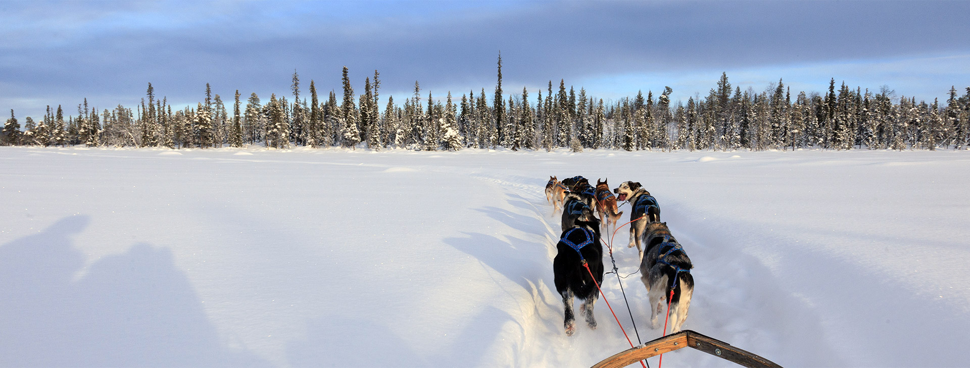 Mushing