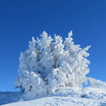 arbre-neige-vercors.jpg