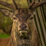 Deer bellowing weekend in the Vercors