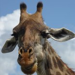 Safari in Tarangire and Ngorongoro