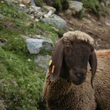 Trekking on the trails of Austrian Tyrol