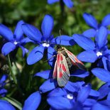 Discovering the alpine butterflies (Savoie)