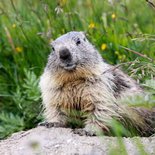 Wildlife weekend in the Vanoise National Park (Savoie)