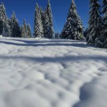 Snowshoeing morning in the Saisies forest (Savoie)