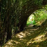 Ascension du Piton d'Anchaing (Salazie-Ile de la Réunion)