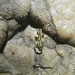 Découverte spéléologie: grotte de la Pâle (Lourdes)