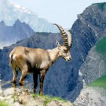 Hiking and observation of ibex in Maurienne