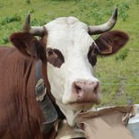 Alpine pasture milking and living heritage in Albiez