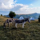 Family hike with donkeys (Baronnies of Provence)