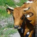 Alpine pasture milking and living heritage in Albiez