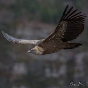 vautour-photo-animaliere-naturaliste-barronnies.jpg