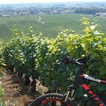 MTB wine ride: the côte de Nuits vineyard (Burgundy)