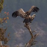 Observation naturaliste & photo animalière des vautours (Drôme)