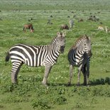 Safari: Maasai village, Tarangire, Serengeti and Ngorongoro