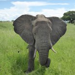 Safari au Serengeti et au Ngorongoro