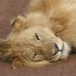 Safari au Serengeti et au Ngorongoro