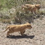 Safari in Tarangire, Serengeti and Ngorongoro