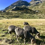 Le tour du Ruitor en randonnée (Vanoise)