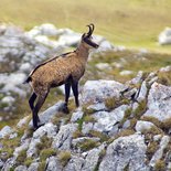 Weekend faune du Parc National de la Vanoise (Savoie)