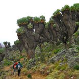 Ascent of Kilimanjaro by the Rongaï route