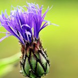 Flora hike around Villard-de-Lans (Vercors)