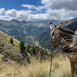 Trek avec ânes sur les chemins de transhumance (Ubaye)