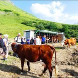 Gourmet and heritage walk in the mountain pasture (Maurienne)