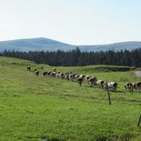 Randonnée itinérante dans les Hautes Combes du Jura