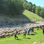 Transhumance's festival in the South Vercors