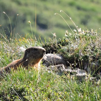marmotte-vercors.jpg