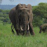 Safari : village Masaï, Tarangire, Serengeti et Ngorongoro