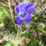 Balade fleurs et plantes à Albiez en Maurienne