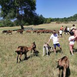 Local walk: goat's cheese (North Luberon)