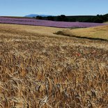 Séjour randonnée littéraire en Provence