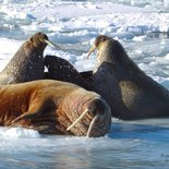 Ski-mountaineering and animal watching in Spitsbergen