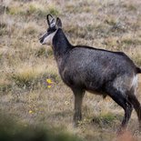 Hiking and autumn photography in the Grand Paradiso