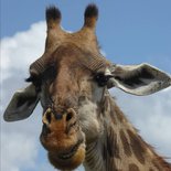 Safari à Tarangire et au Ngorongoro