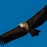 Naturalist observation & animal photography of vultures (Drôme)