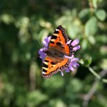Discovering the alpine butterflies (Savoie)