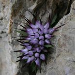 Trekking in the Dolomites di Brenta