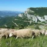 Transhumance festival in the southern Vercors